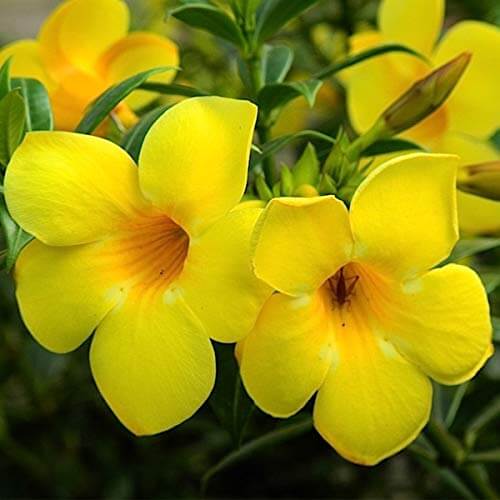 Allamanda cathartica Allamanda Seeds