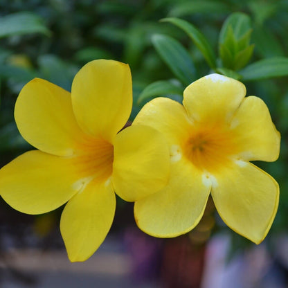 Allamanda cathartica Allamanda Seeds