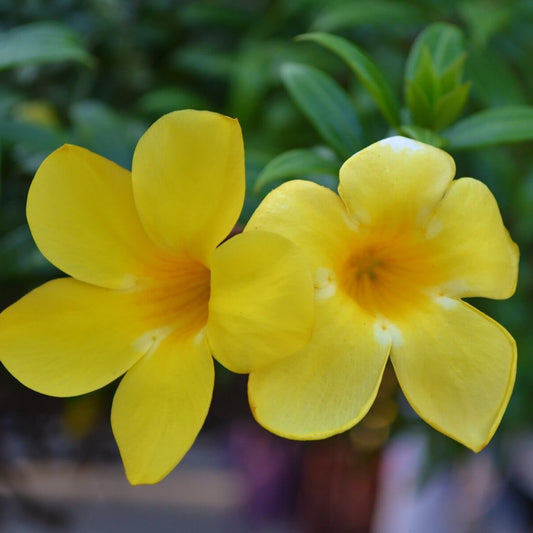 Allamanda cathartica Allamanda Seeds