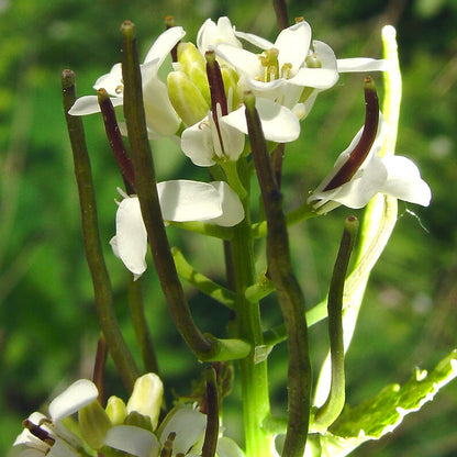 Alliaria Petiolata Seeds