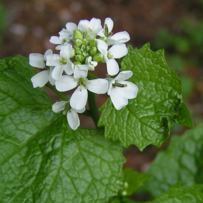 Alliaria Petiolata Seeds