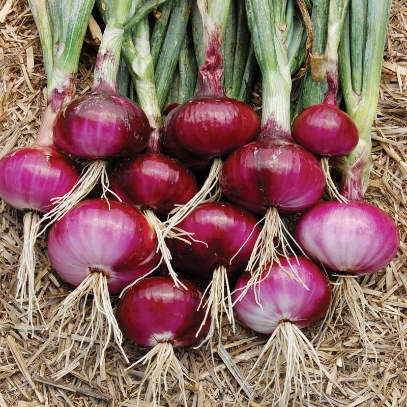 Allium Cepa Seeds - Heirloom Vegetable Plant for Home Gardens