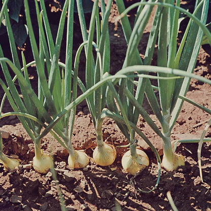 Allium Cepa Seeds - Heirloom Vegetable Plant for Home Gardens