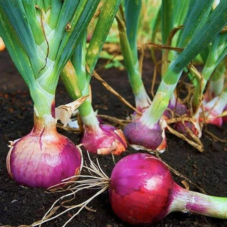 Allium Cepa Seeds - Heirloom Vegetable Plant for Home Gardens