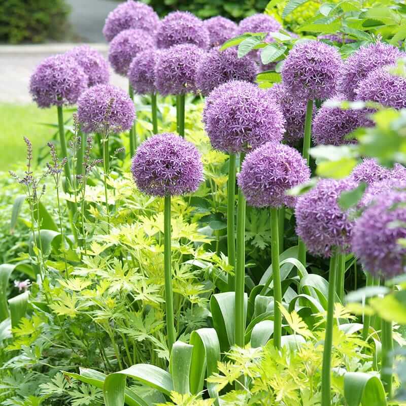 Allium Globemaster Seeds - Flower Plant