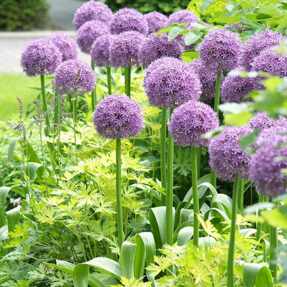 Allium Globemaster Seeds - Flower Plant
