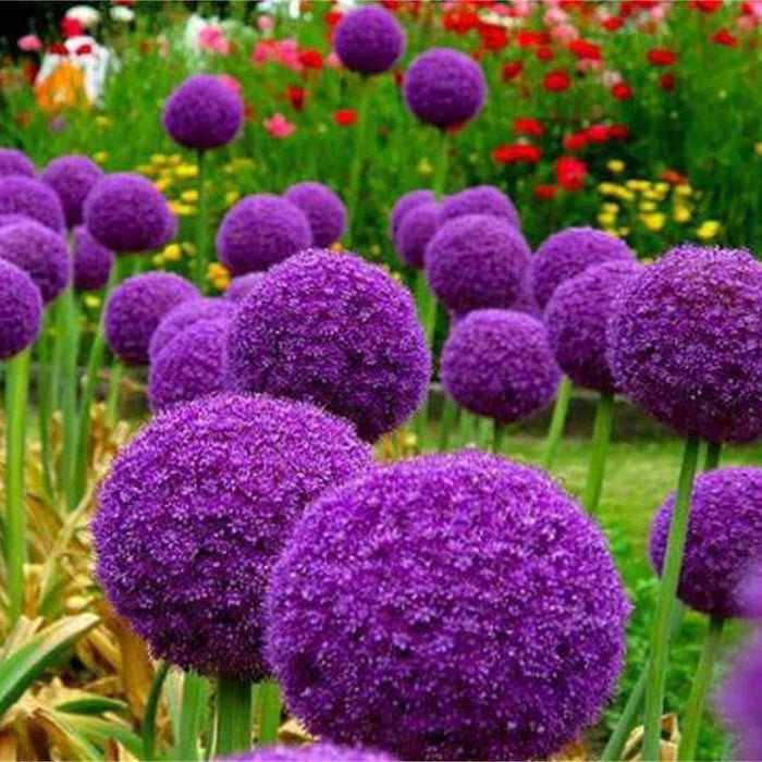 Allium Globemaster Seeds - Flower Plant