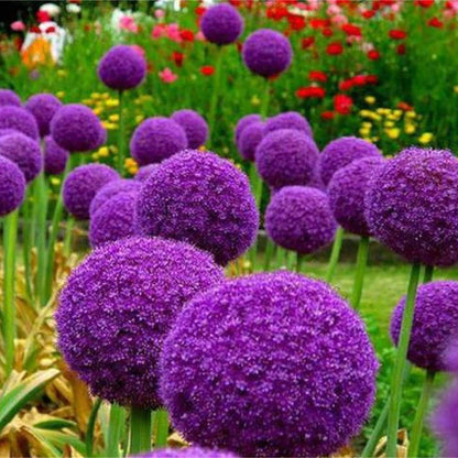 Allium Globemaster Seeds - Flower Plant