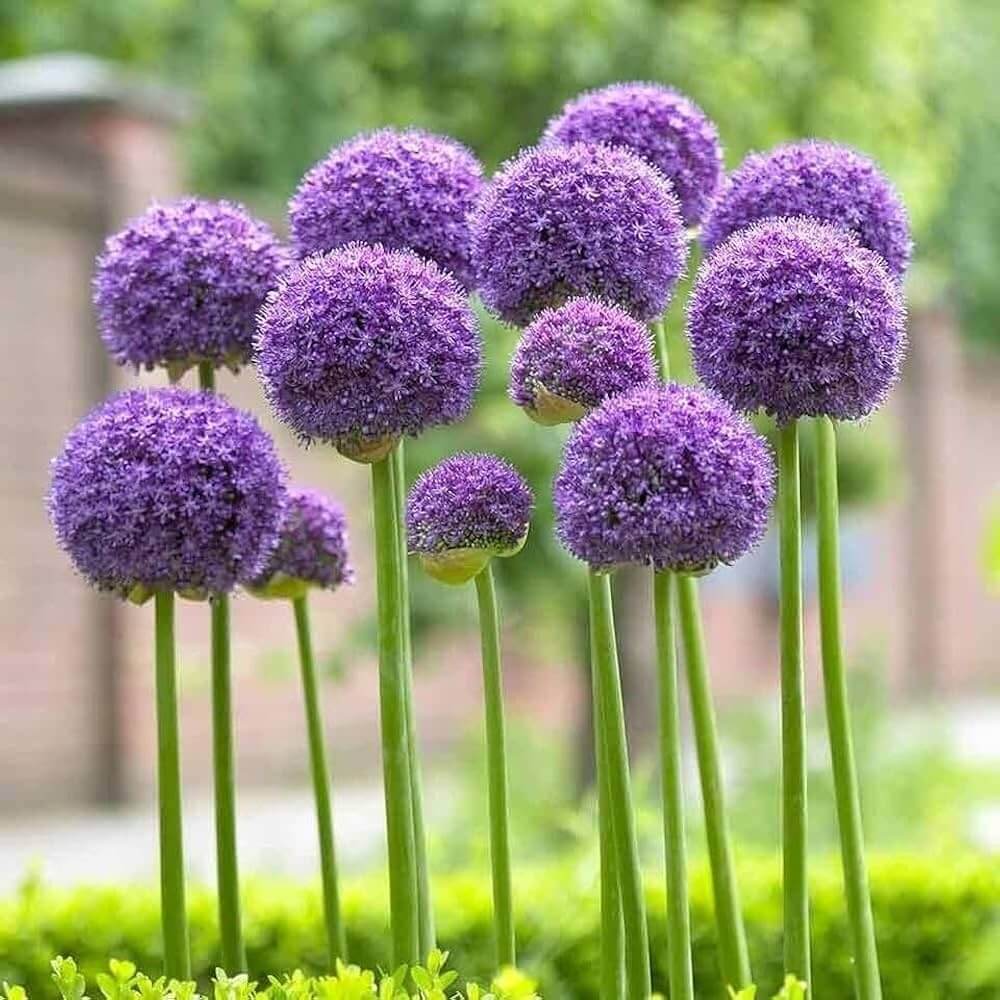 Allium Globemaster Seeds - Flower Plant
