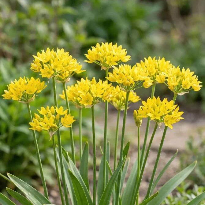 Allium Moly Seeds - Heirloom Flower Plant for Home Gardens