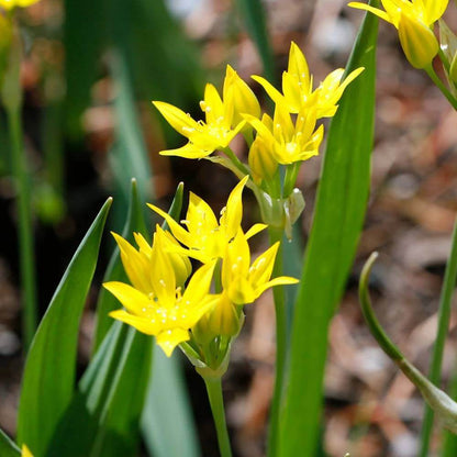 Allium Moly Seeds - Heirloom Flower Plant for Home Gardens