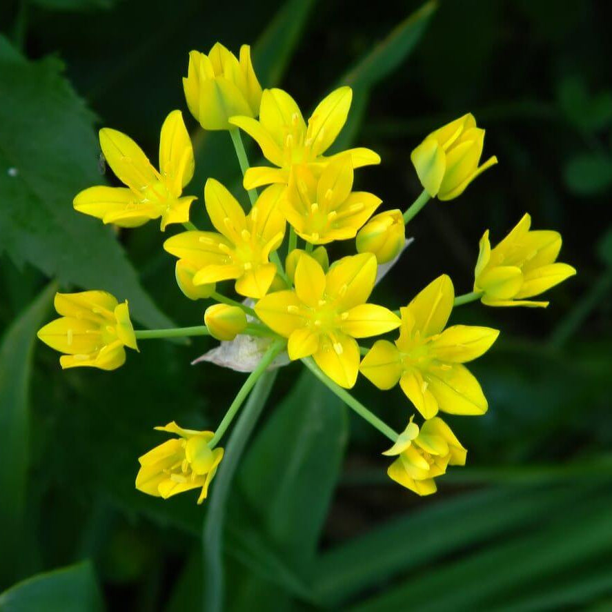 Allium Moly Seeds - Heirloom Flower Plant for Home Gardens