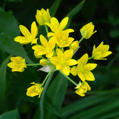 Allium Moly Seeds - Heirloom Flower Plant for Home Gardens