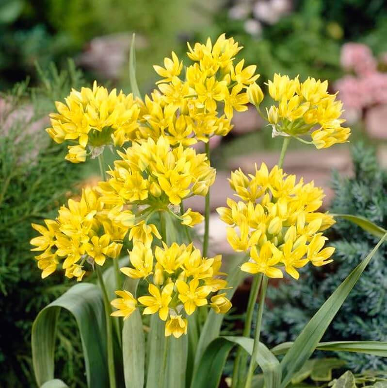 Allium Moly Seeds - Heirloom Flower Plant for Home Gardens