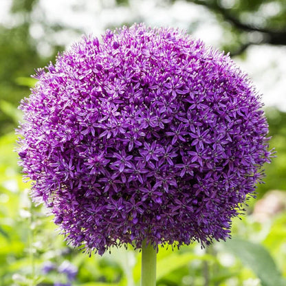Allium Seeds