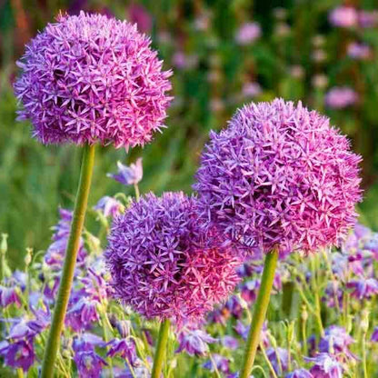 Allium Seeds
