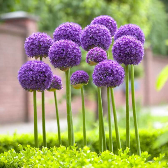 Allium Seeds - Vegetable Plant for Home Gardens