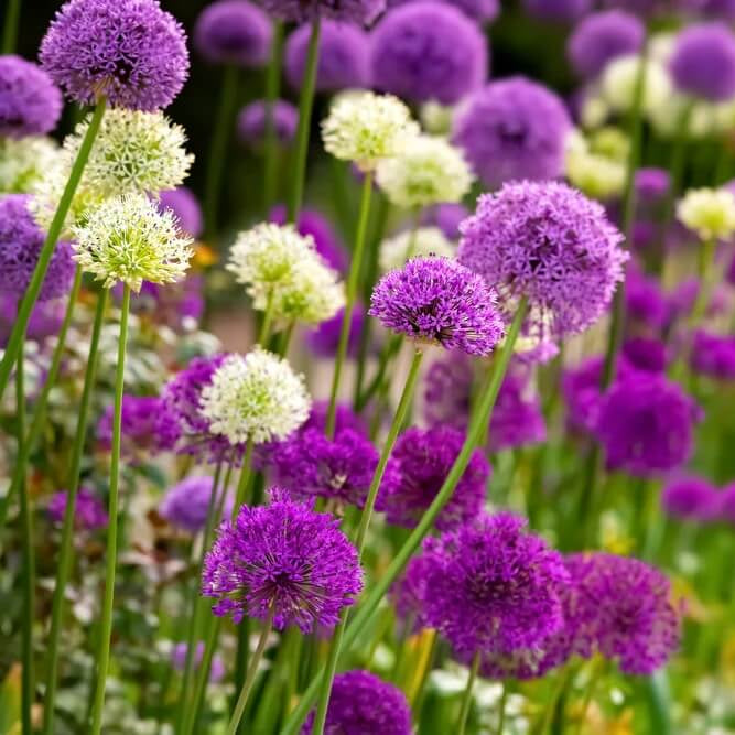 Allium Seeds