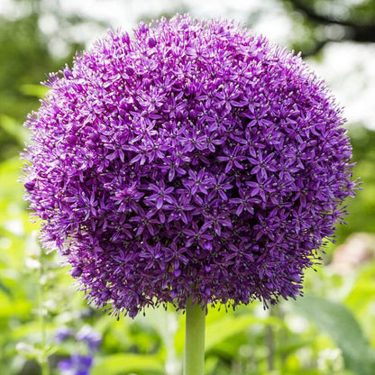 Allium Seeds