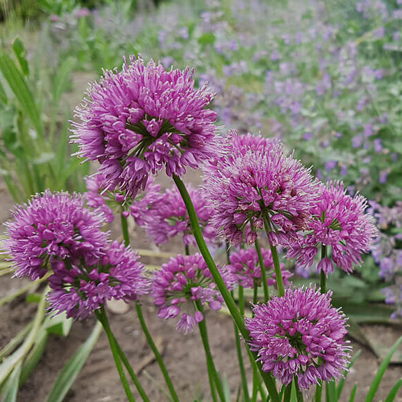 Allium Seeds