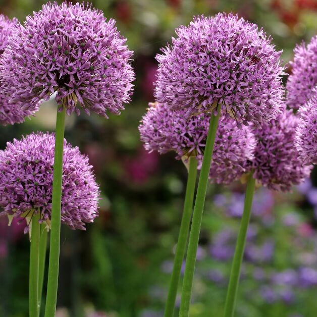 Allium Seeds