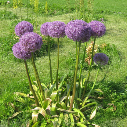 Allium Seeds