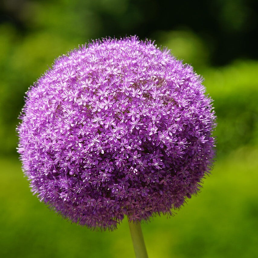 Allium Seeds