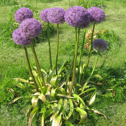 Allium Seeds