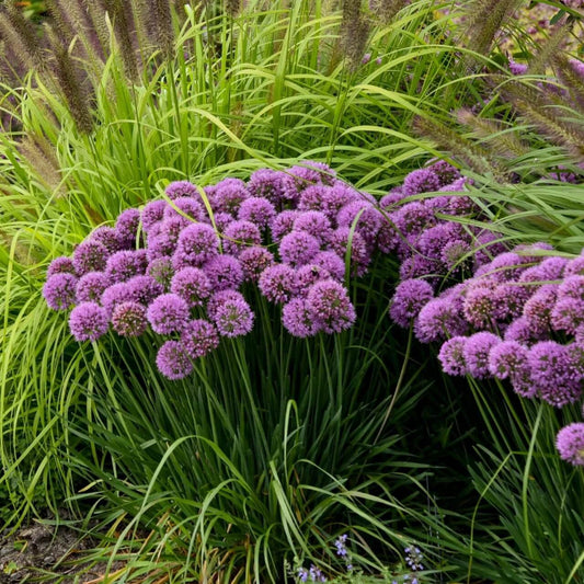 Allium Seeds - Vegetable Plant for Home Gardens