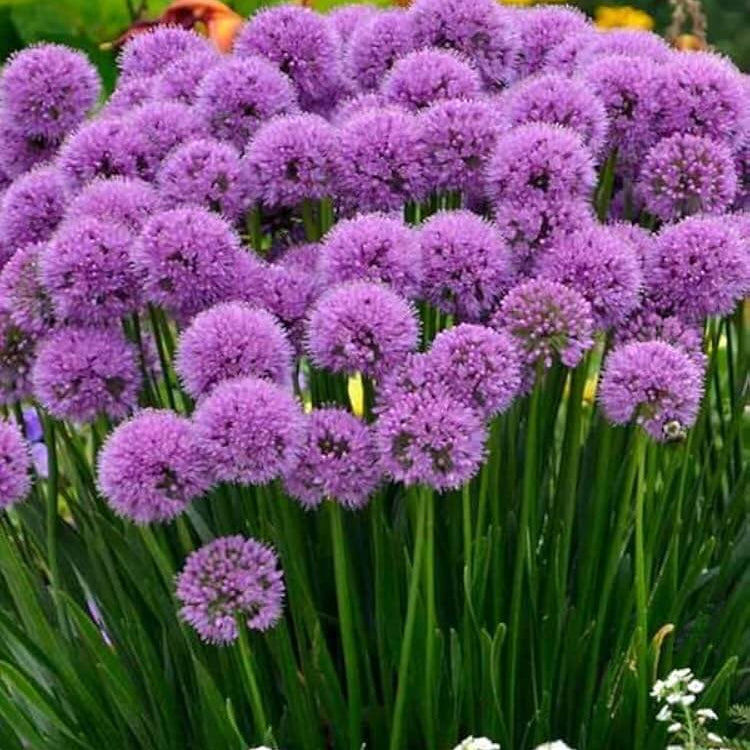 Allium Seeds - Vegetable Plant for Home Gardens