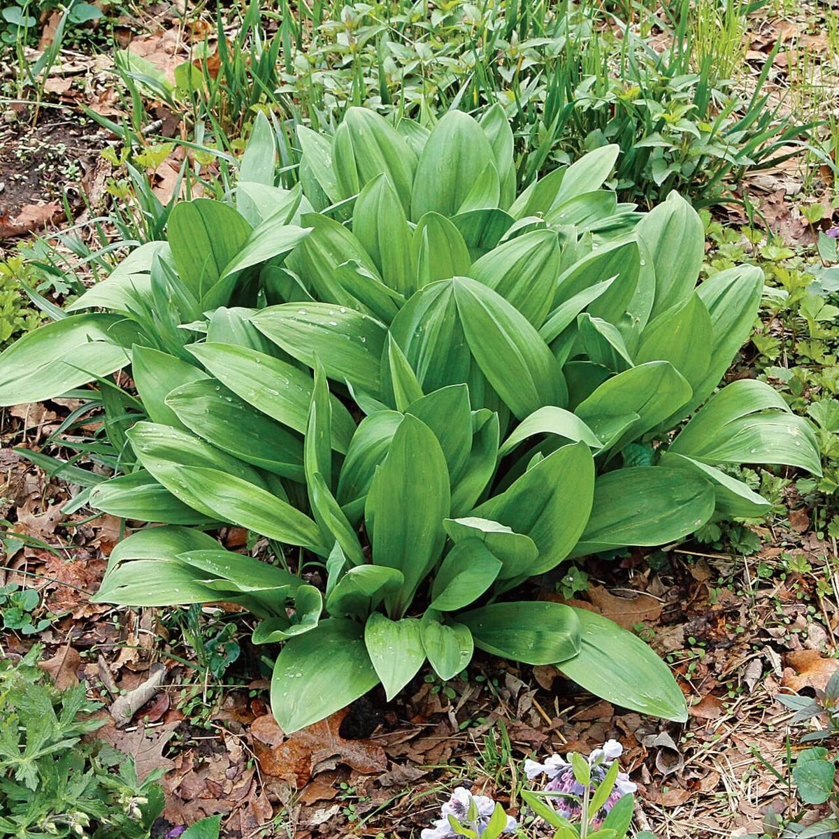 Allium Tricoccum Seeds - Heirloom Herbal Plant for Home Gardens