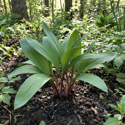 Allium Tricoccum Seeds - Heirloom Herbal Plant for Home Gardens