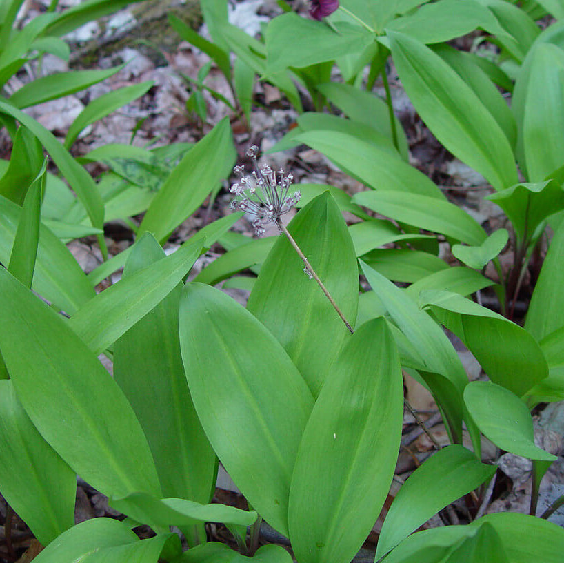 Allium Tricoccum Seeds - Heirloom Herbal Plant for Home Gardens