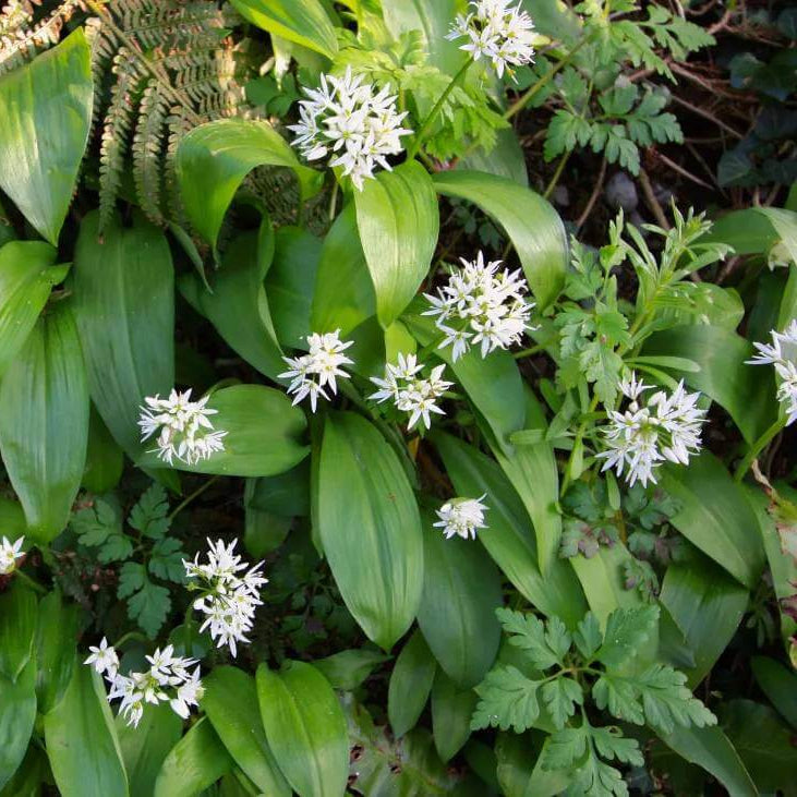 Allium Ursinum Seeds - Heirloom Herbal Plant for Home Gardens