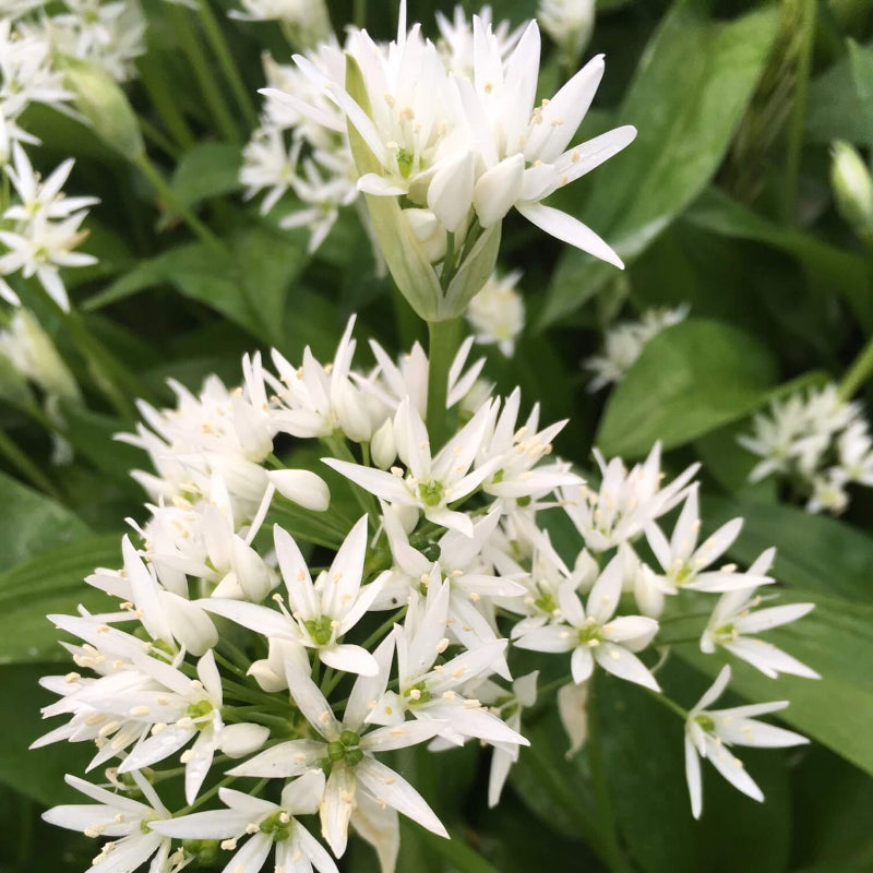 Allium Ursinum Seeds - Heirloom Herbal Plant for Home Gardens