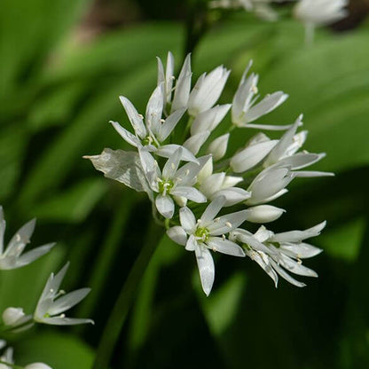 Allium Ursinum Seeds - Heirloom Herbal Plant for Home Gardens