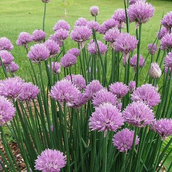 Allium schoenoprasum Onion Chive Seeds