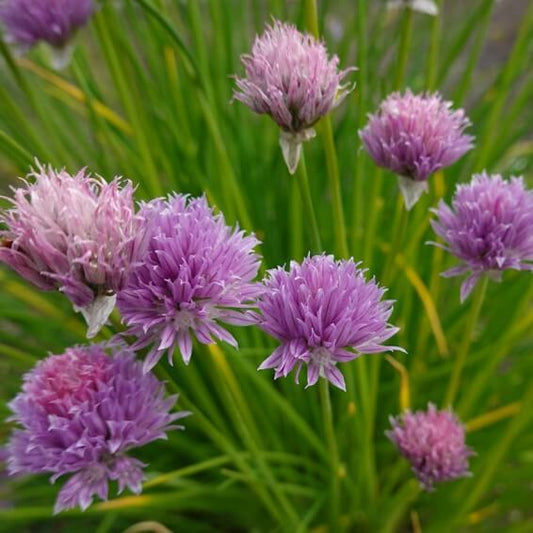 Allium schoenoprasum Onion Chive Seeds