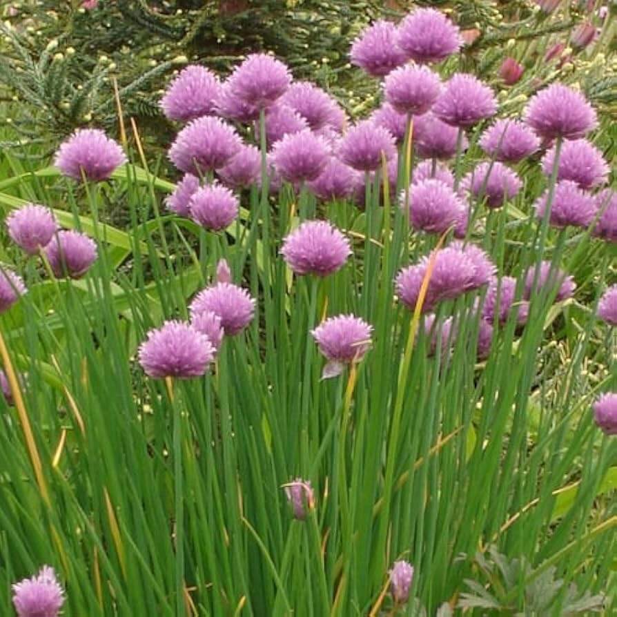 Allium schoenoprasum Onion Chive Seeds