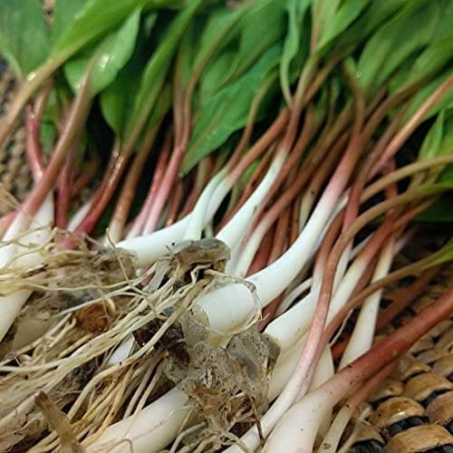 Allium tricoccum Wild Leek Seeds 