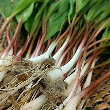 Allium tricoccum Wild Leek Seeds 