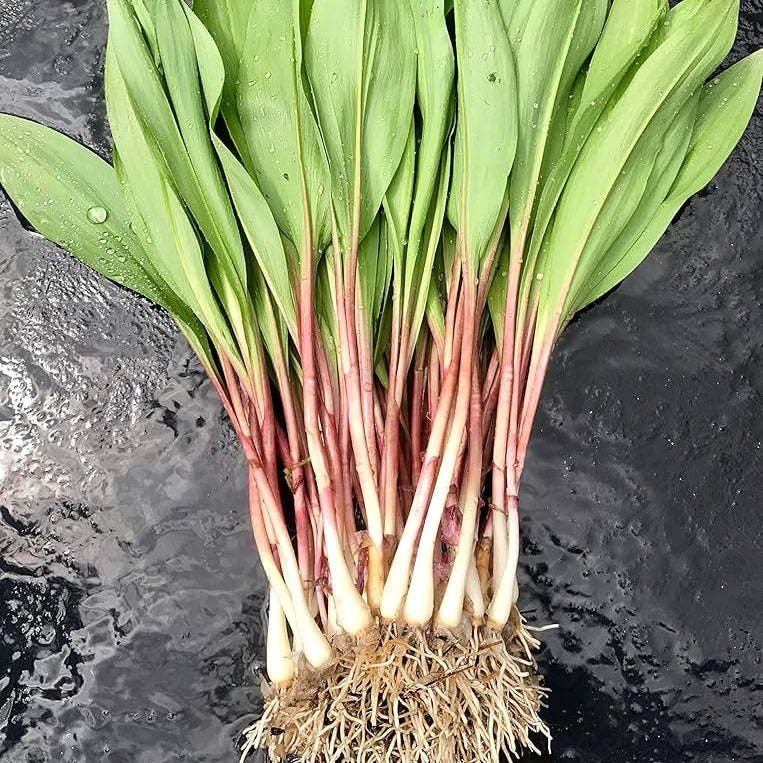 Allium tricoccum Wild Leek Seeds 