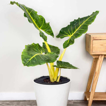 Alocasia Seeds - House Plant for Home Gardens
