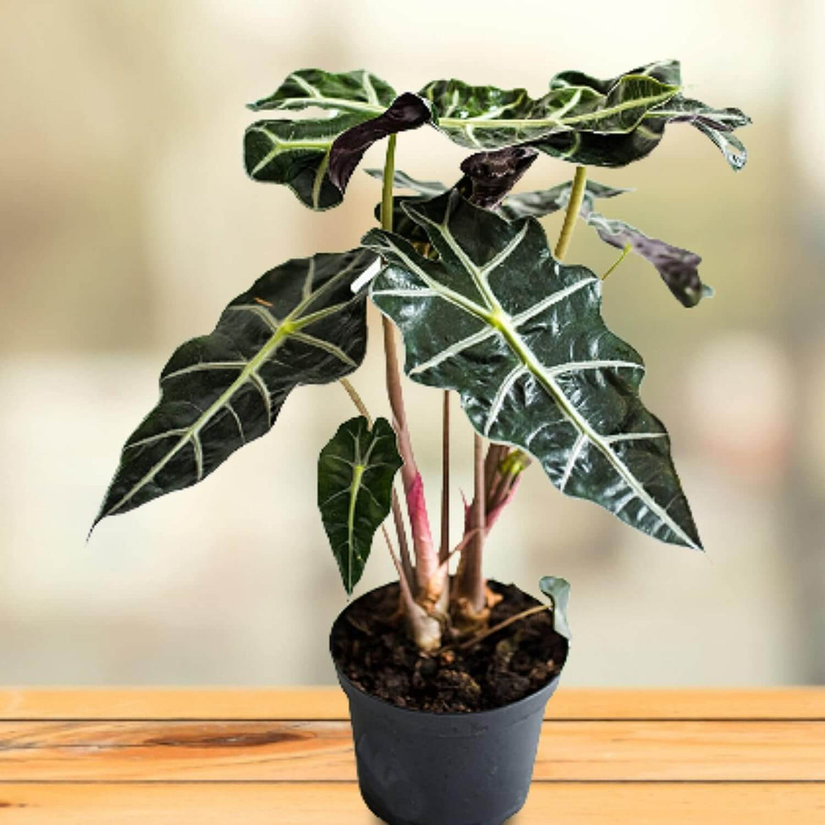 Alocasia Seeds - House Plant for Home Gardens