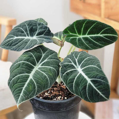 Alocasia Seeds - House Plant for Home Gardens