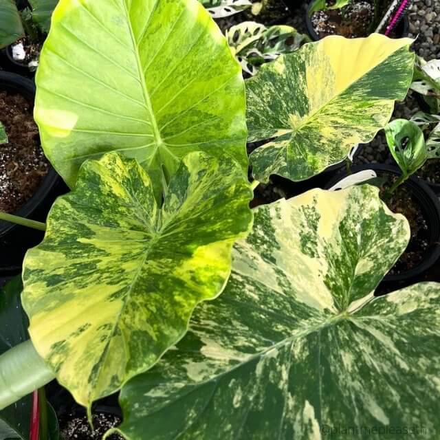 Alocasia Seeds For Sale