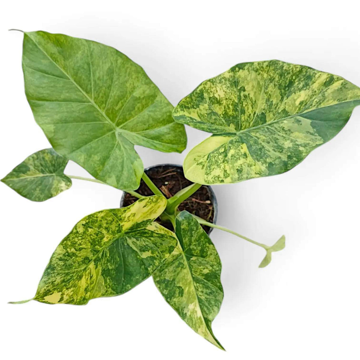 Alocasia Seeds For Sale