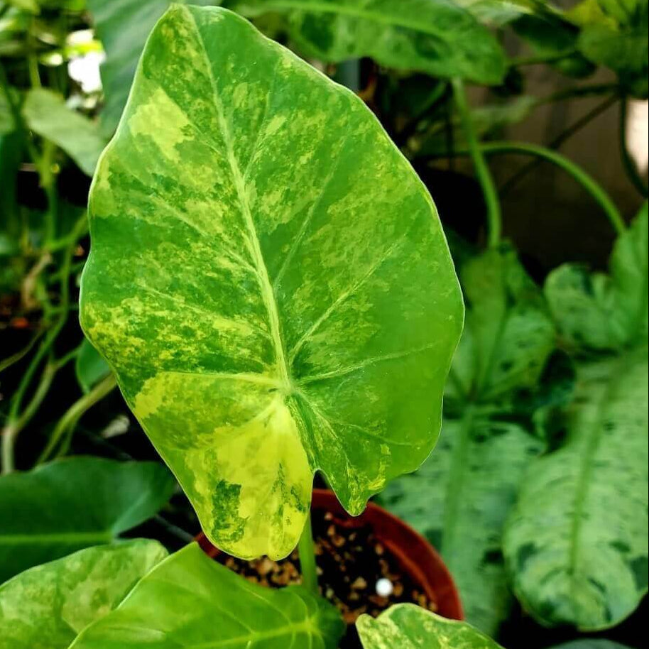 Alocasia Seeds For Sale