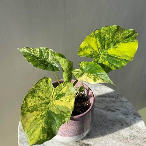Alocasia Seeds For Sale