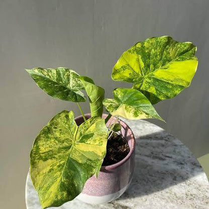 Alocasia Seeds For Sale